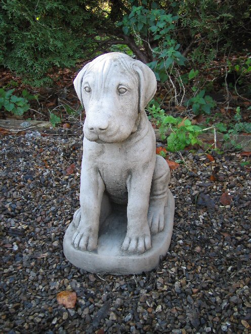KA68 Samson Puppy KA68 Samson Puppy